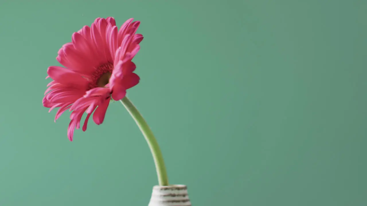 Video of pink gerbera flower in white vase with copy space on green background