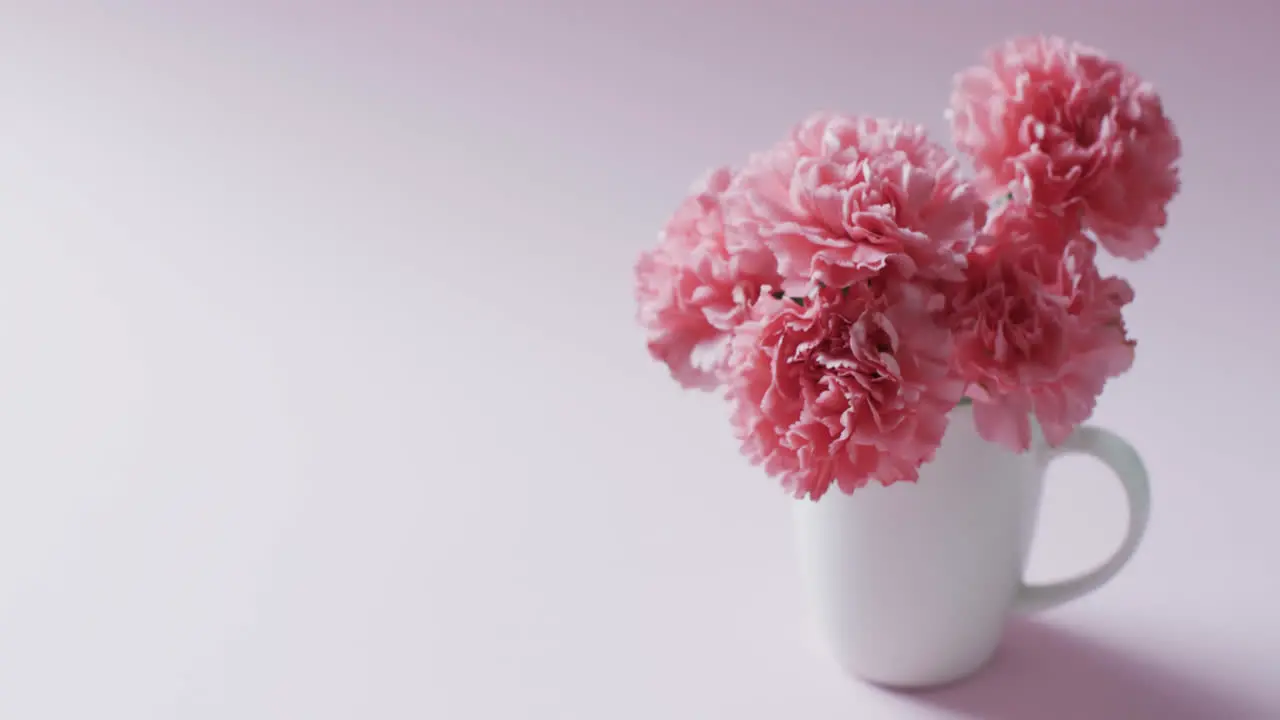 Video of bunch of pink flowers in white mug and copy space on pink background