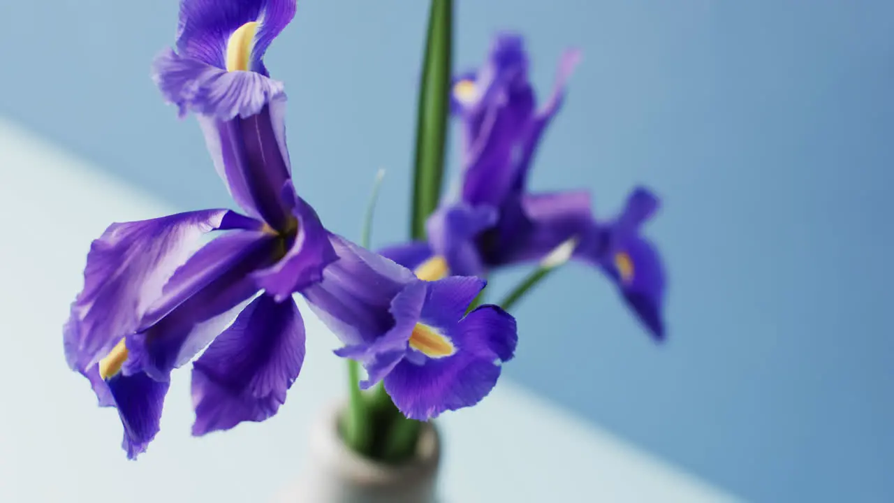 Video of purple iris flowers in white vase with copy space on blue background