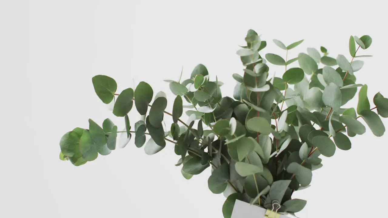 Video of green plant leaves in circle with white card and copy space on white background