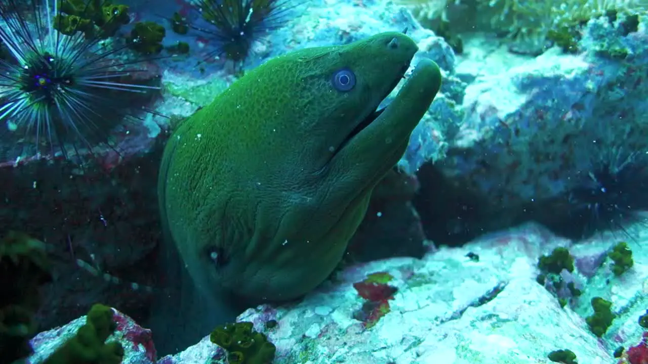 Giant Green Moray Eel Hides in Small Tight Rock Crevice on Coral Reef