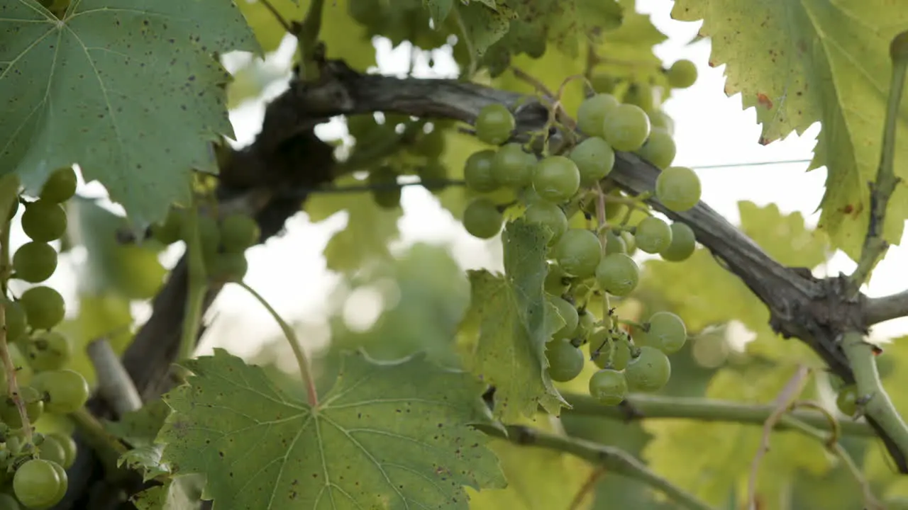 close up of a cluster of green grapes in a vineyard on a grape vine