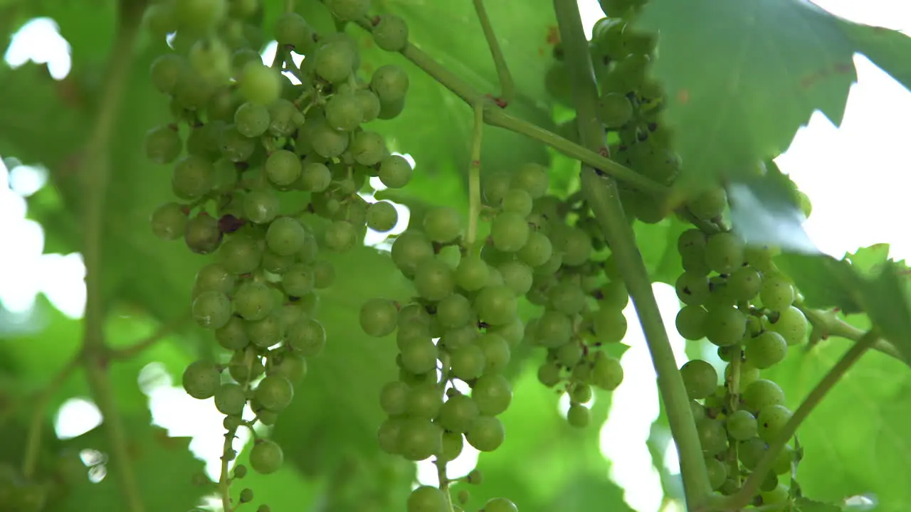 Clusters of green grapes in vineyard