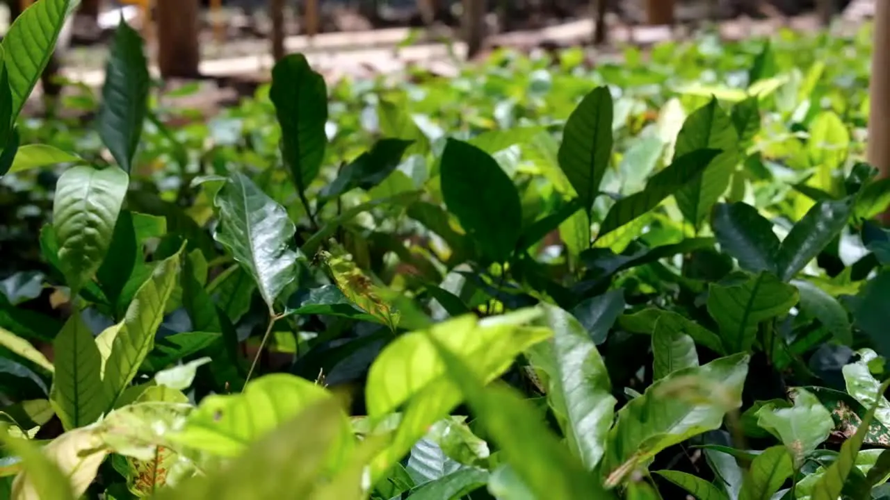 Close up of coffee plant leaves moving in the wind and basking in sunlight on a coffee farm nursery in TImor-Leste Southeast Asia