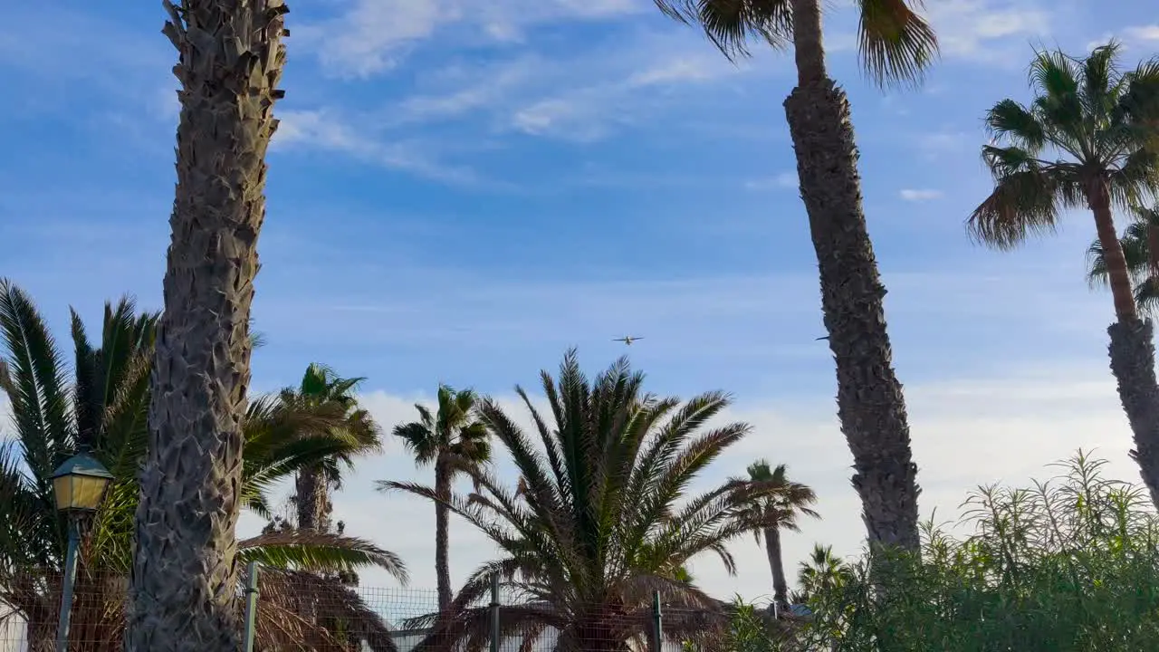 airplane flying over palm trees sunny blue sky on tropic island Fuerteventura tropical holiday destination