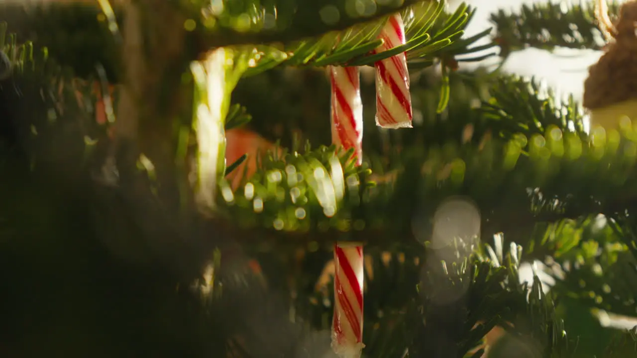 Candy canes dangle among pine needles captured in the golden light of Christmas morning