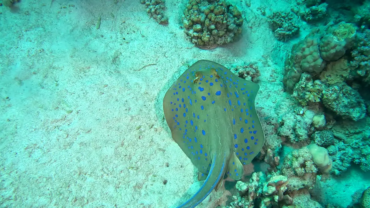 A blue spotted ray swimming around then lays down in the sand in the Red Sea