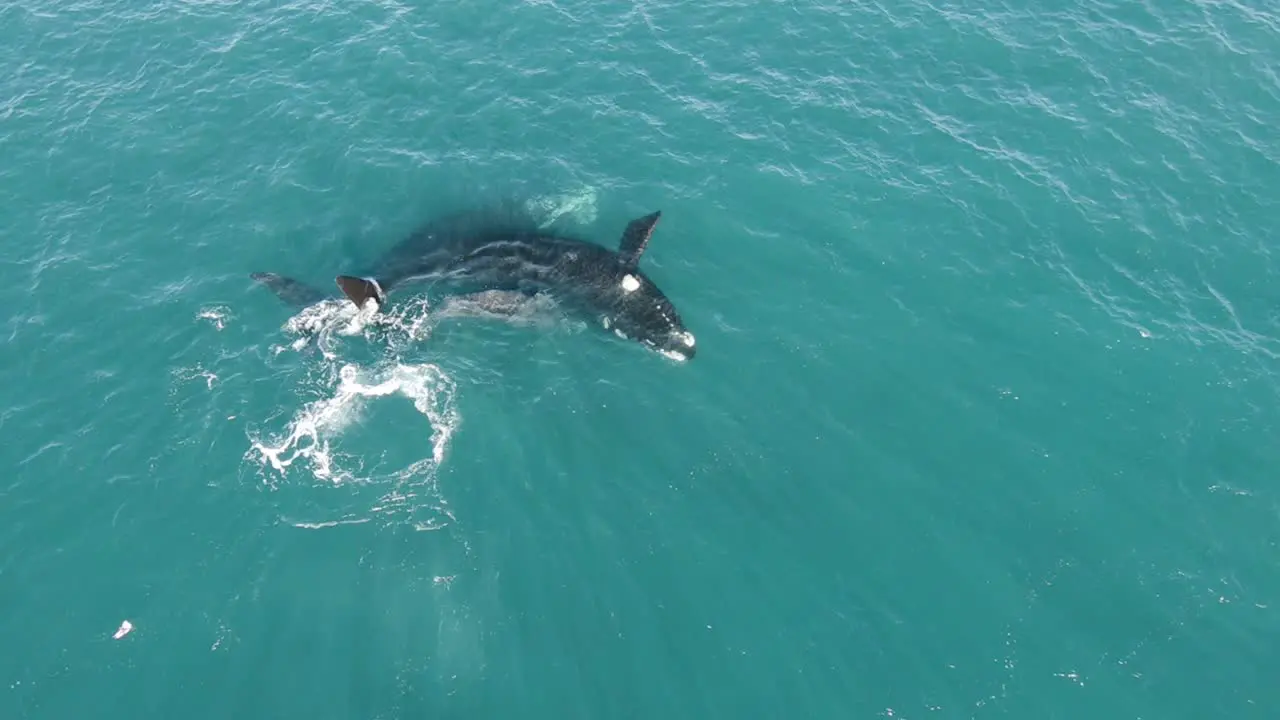 Family Pod of Southern Right Whales Splashing Around at Ocean Surface AERIAL