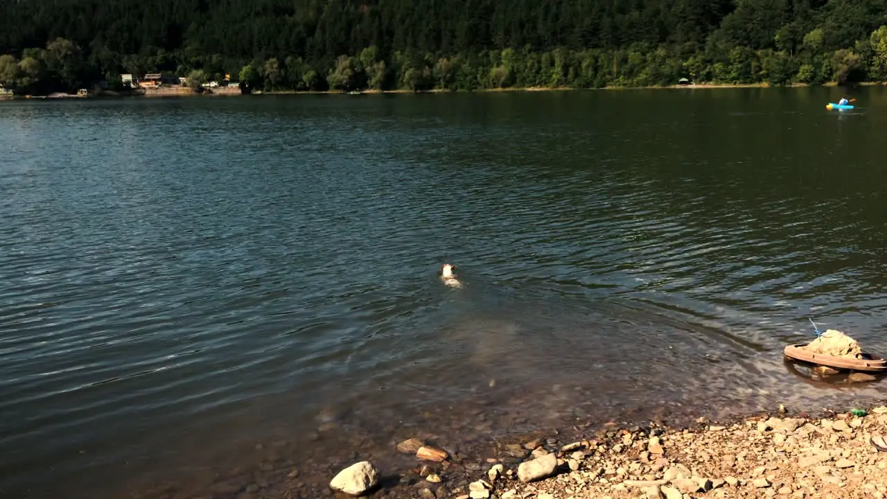 A dog running in the Pancharevo lake Bulgaria and swimming for some meters