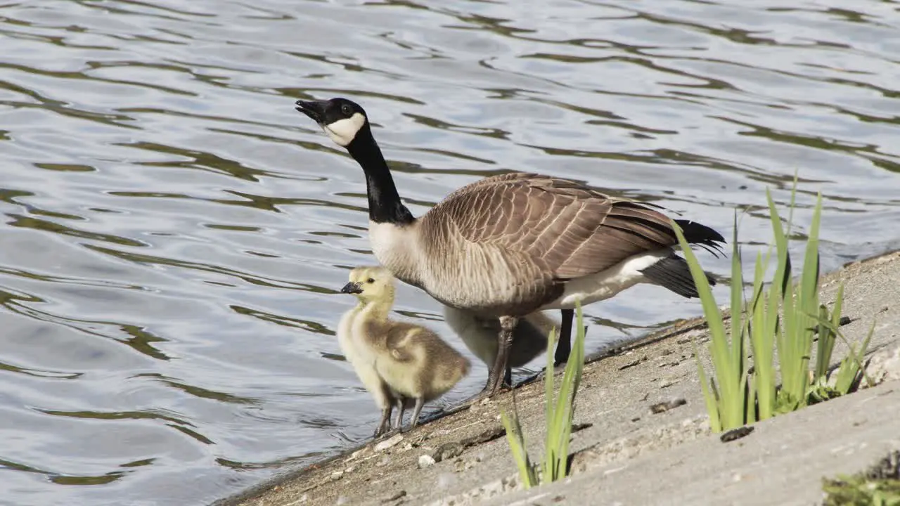 Mother father goose and babies drinking water Stanley Park Vancouver