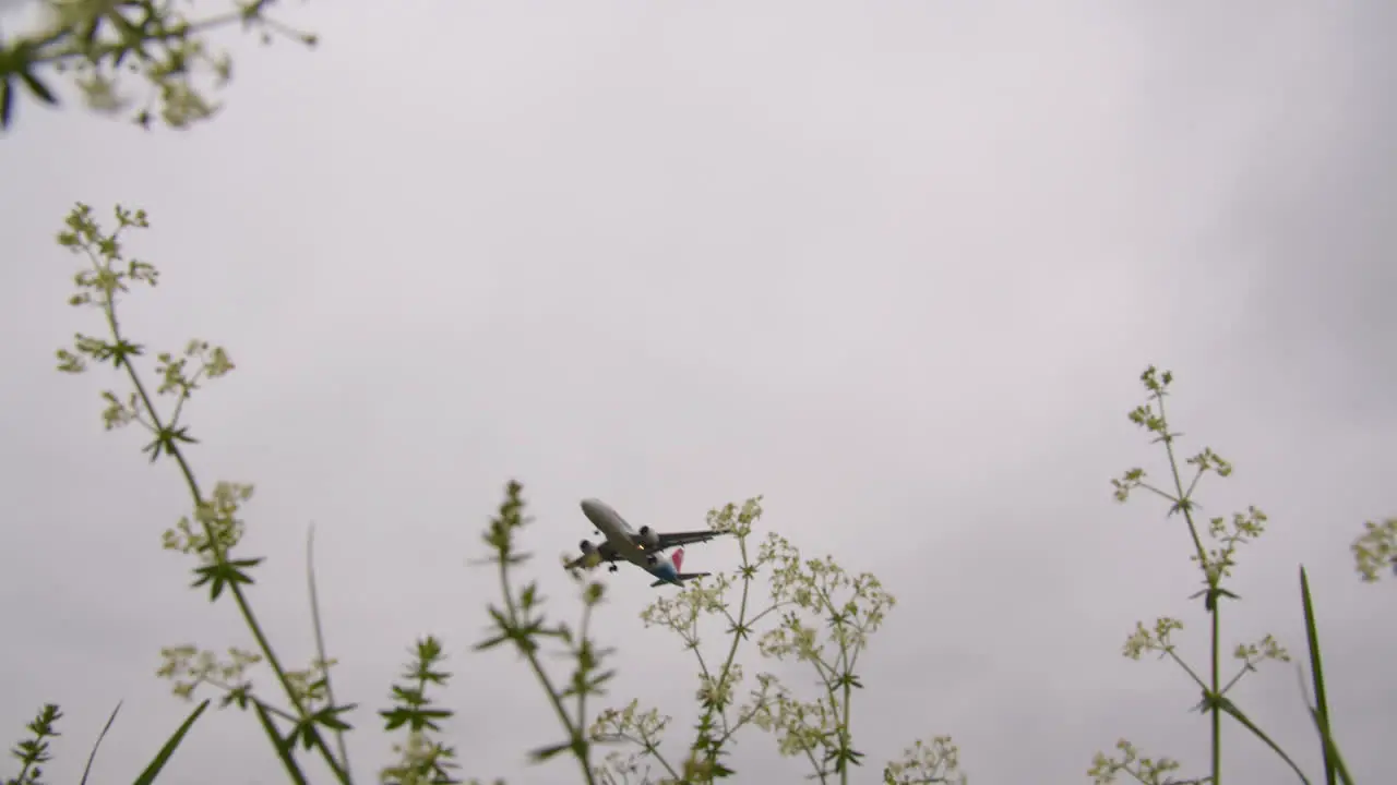 Passenger airplane is landing flying over the flowers