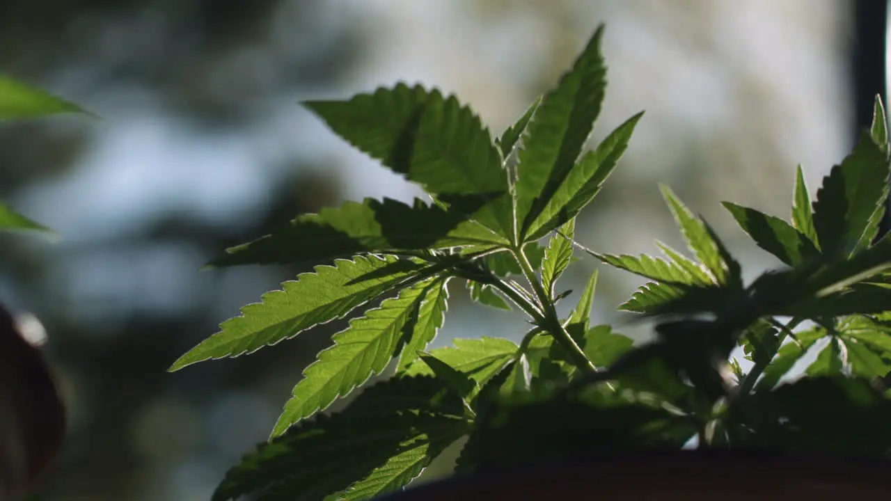 Close up of a potted marijuana plant in a backyard in Ontario on a beautiful day