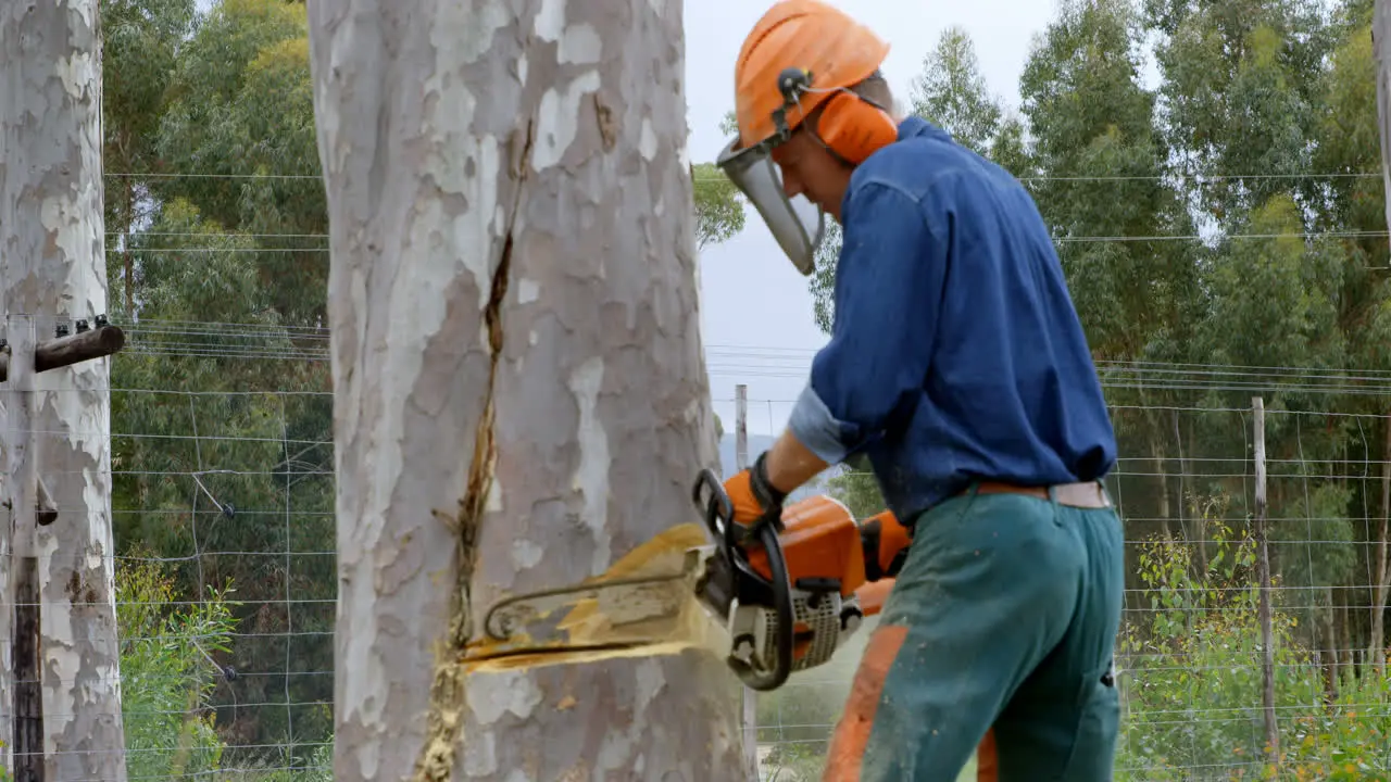 Lumberjack with chainsaw cutting tree trunk in forest 4k