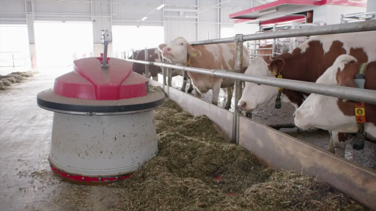 Feeding robot pushing feed for cows in modern cowshed