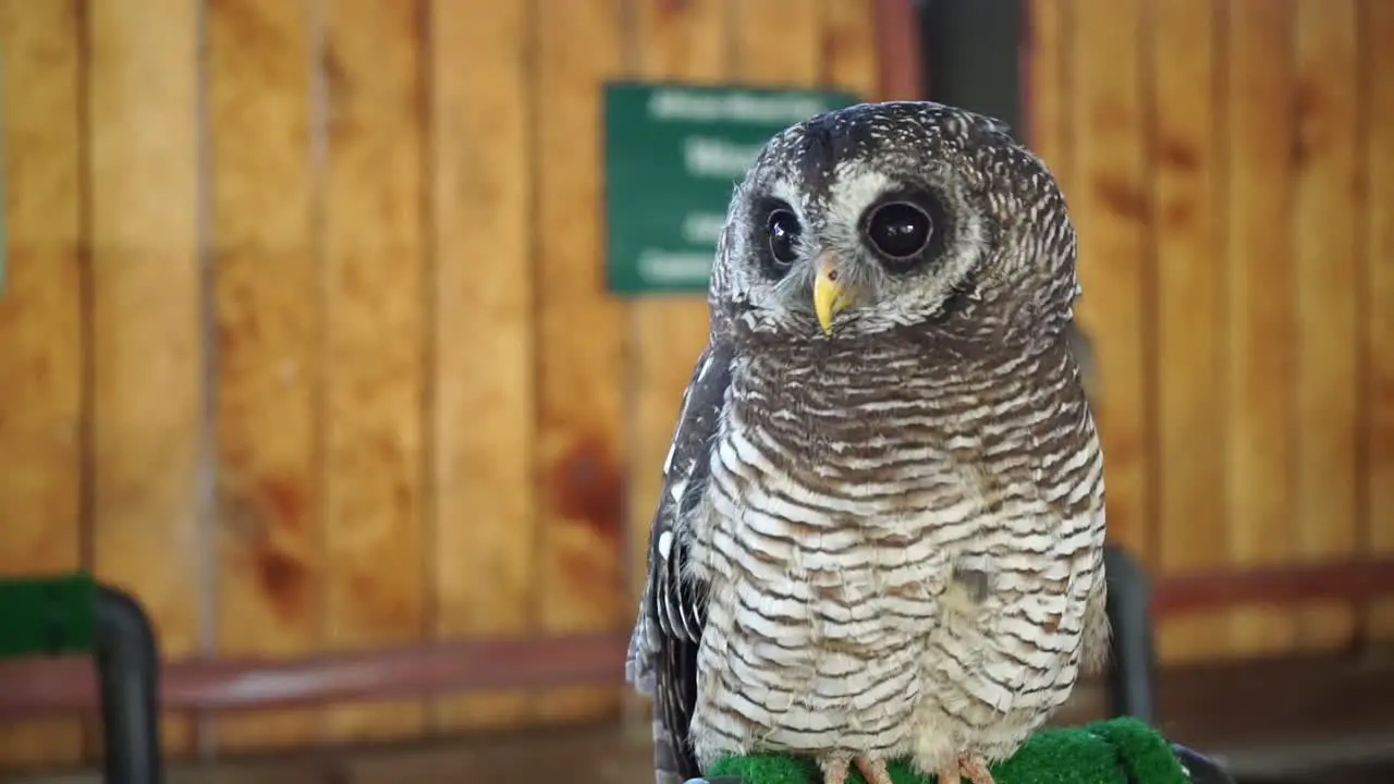 An owl perched on a green-covered pole looking around