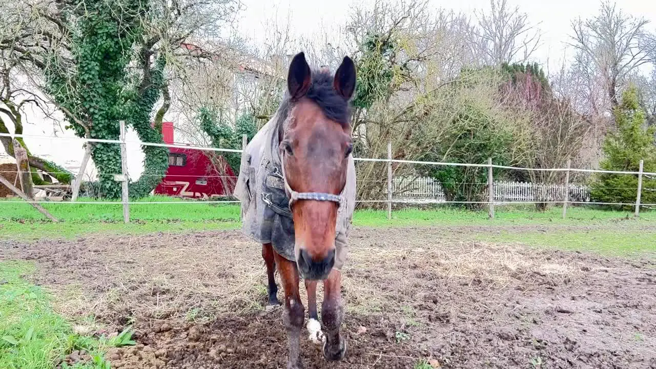 Brown horse in Paddock walks over to say hi