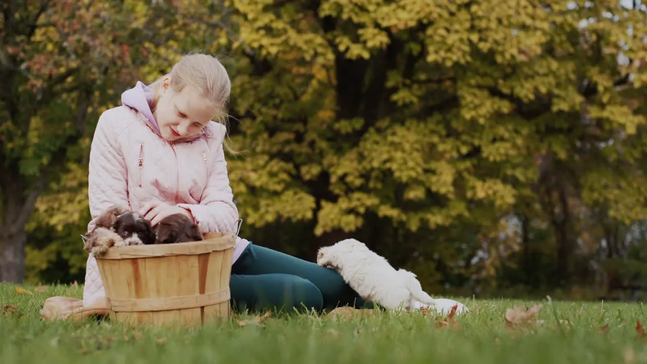 Child in autumn park playing with puppies on lawn