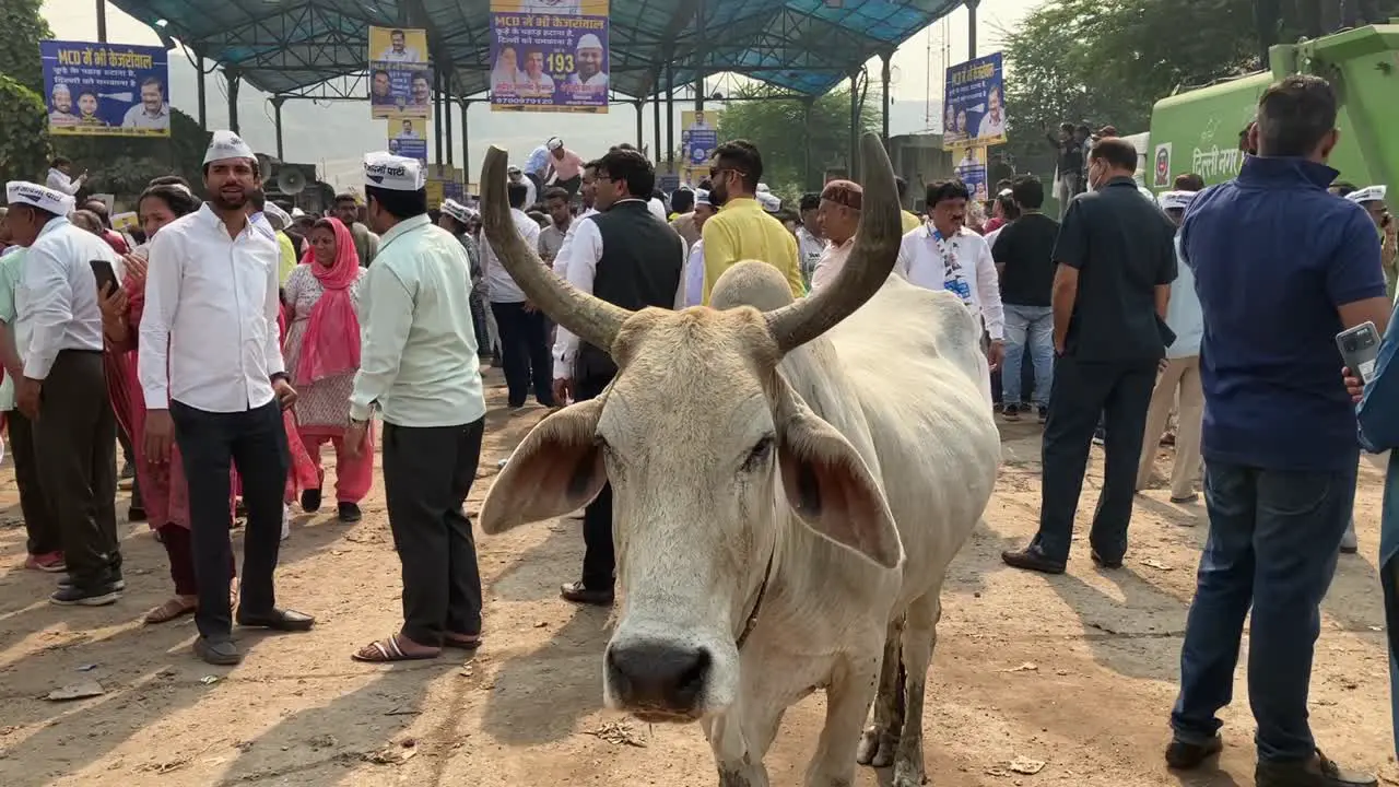 A cow stands near Aam Aadmi party supporters during a political event