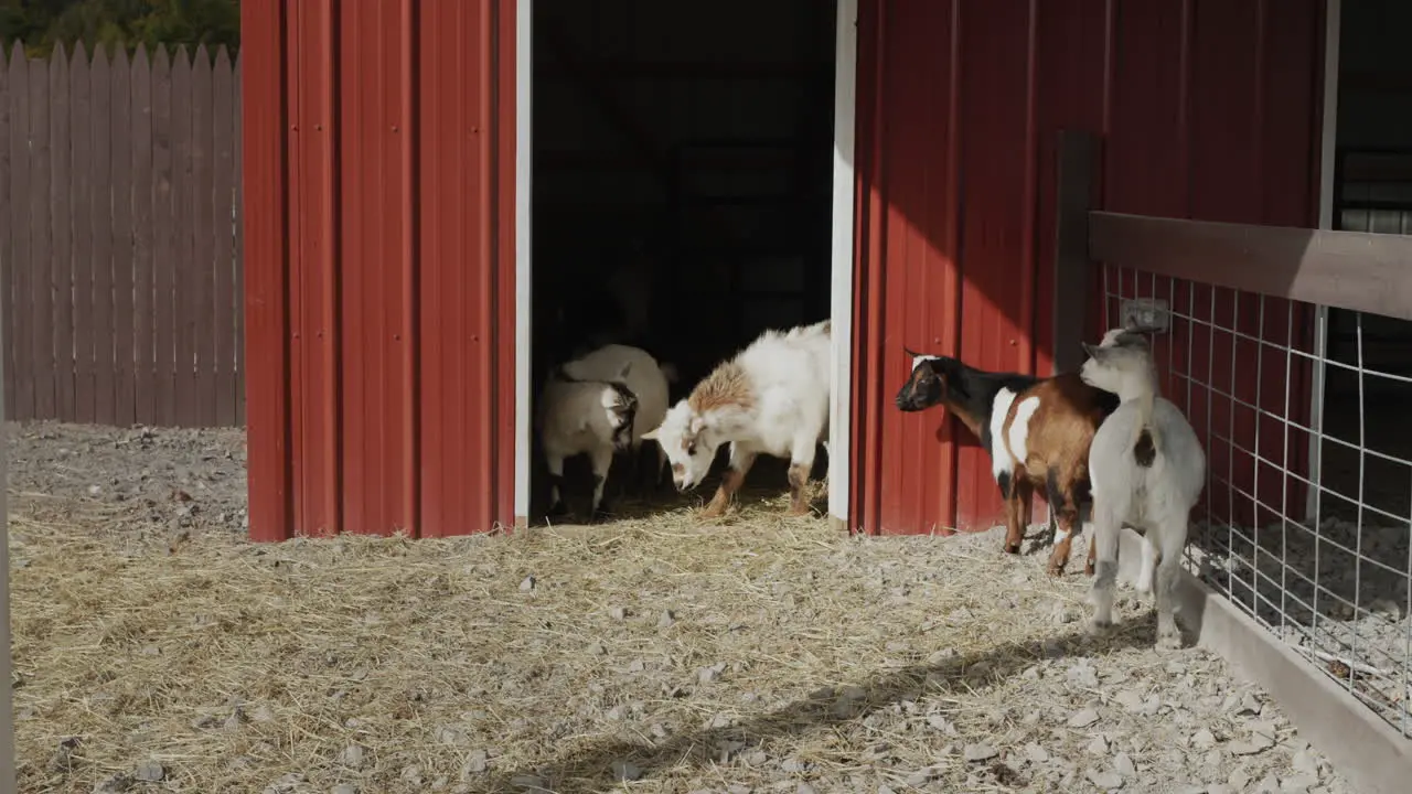 A few goats walk in the courtyard by the barn Free range of animals on the farm