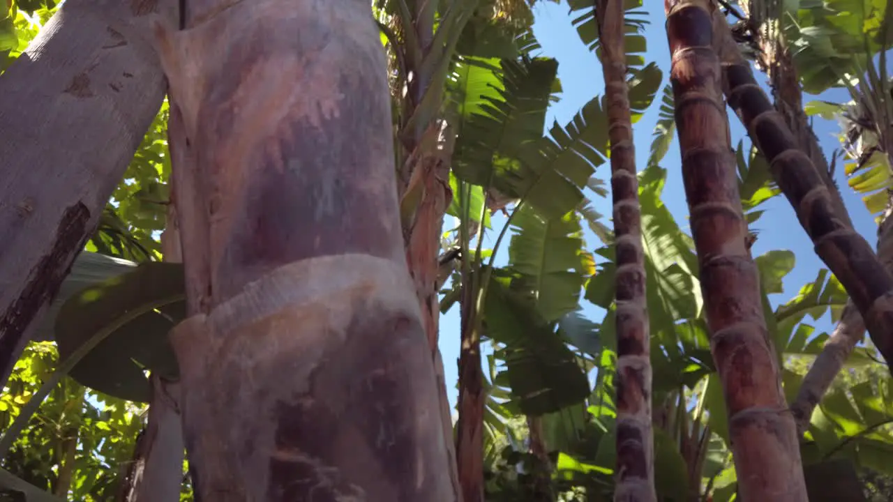 moving shot of tropical trees with banana trees and coconut trees and palm trees