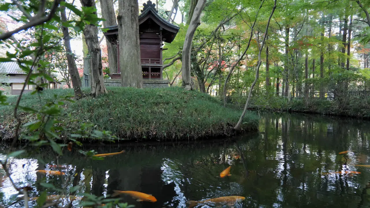 A koi fish pond in a Japanese temple in Tokyo every detail of the landscape is designed to guarantee an internal state of contemplation and peace