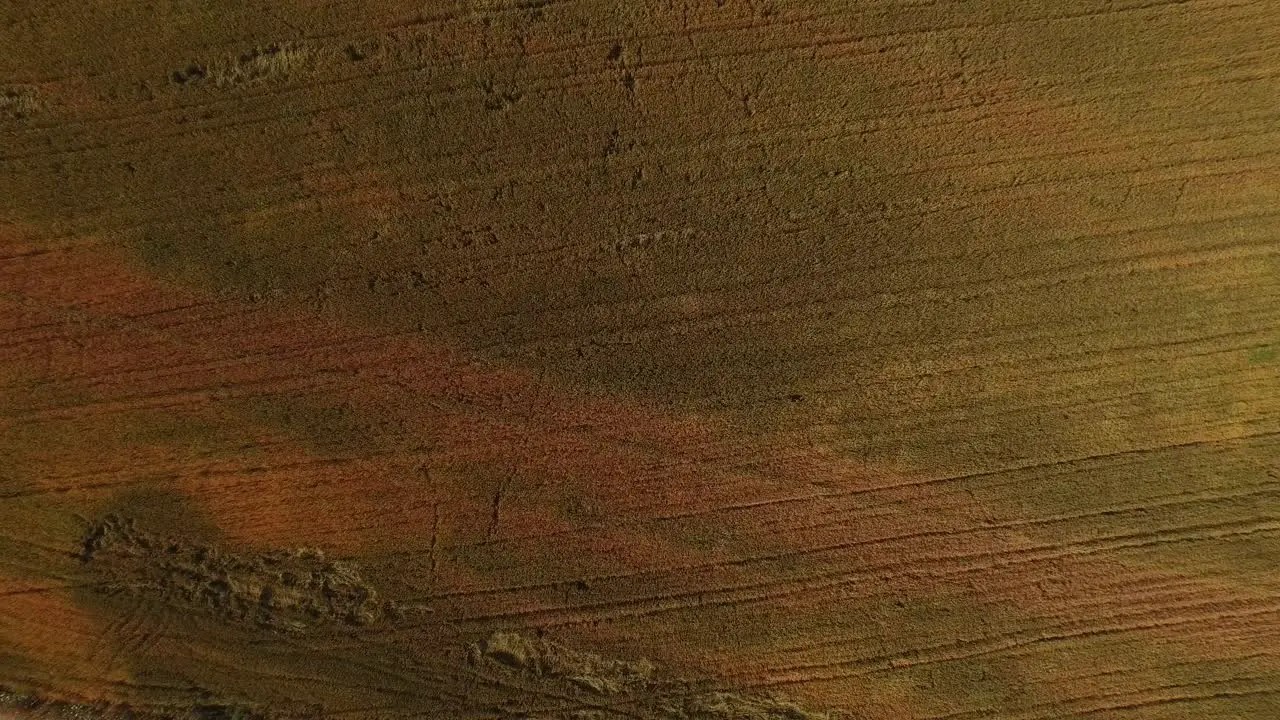 Aerial shot of a large wheat field