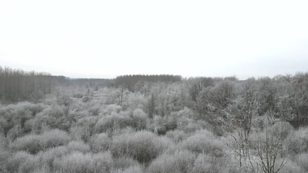 Aerial drone footage flying over a forest with trees covered in frost stunning winter image