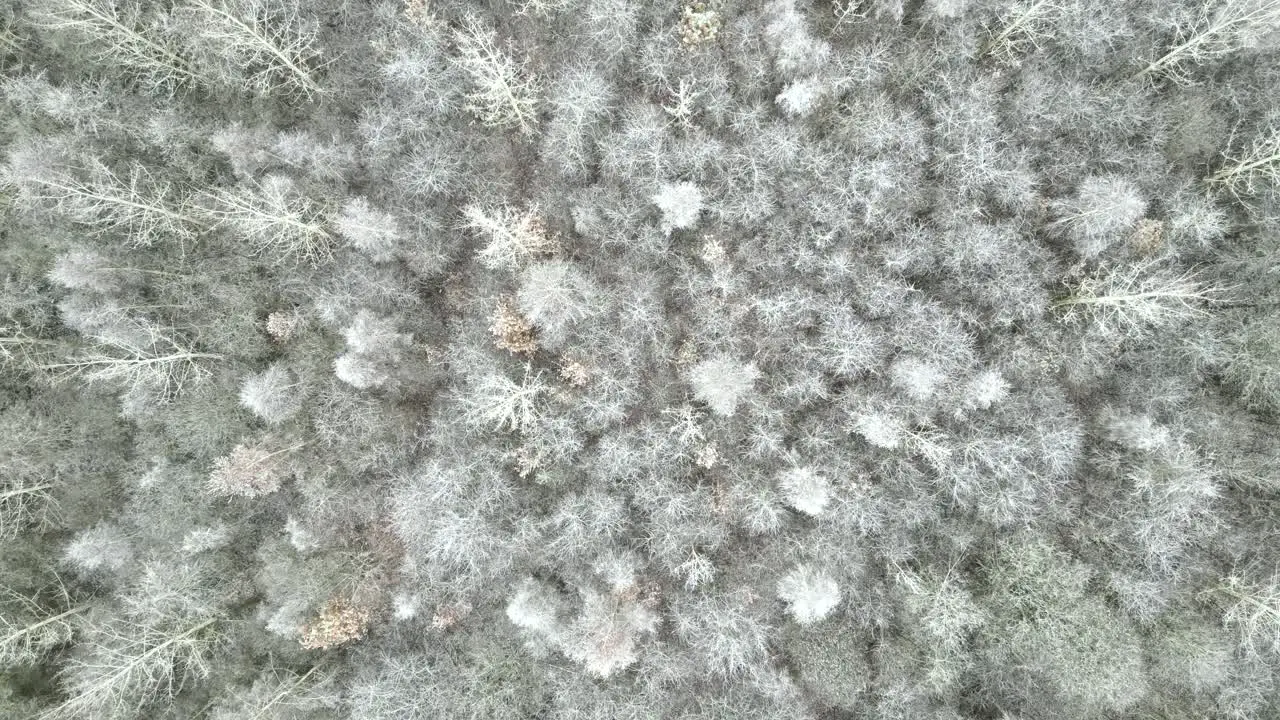 Top down footage of a forest plantation for the wood industry in winter time trees are covered in snow and frost