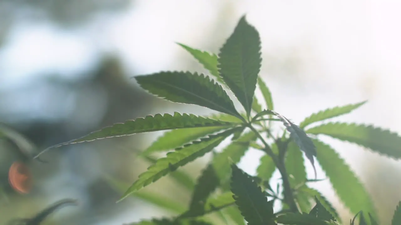 Close up of a weed plant blowing in the wind in slow motion