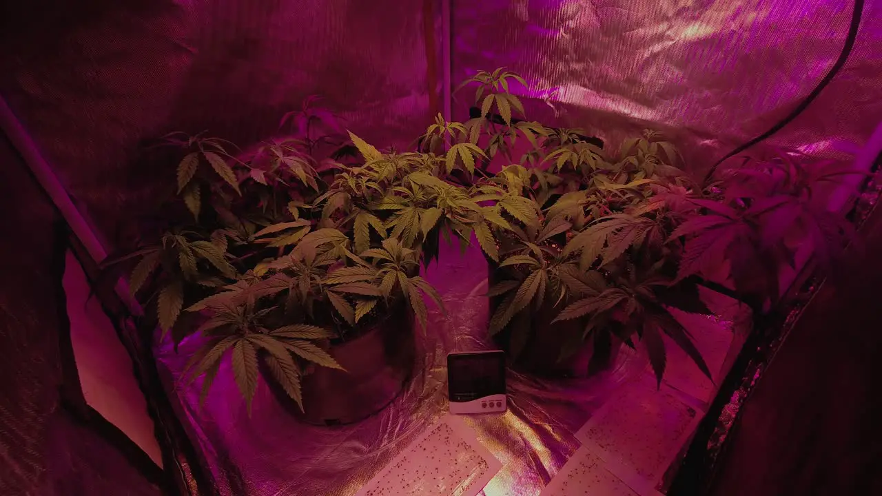 medical Cannabis marijuana hemp plant growing under full spectrum LED lights in reflective grow tent timelapse inhaling exhaling long exposure