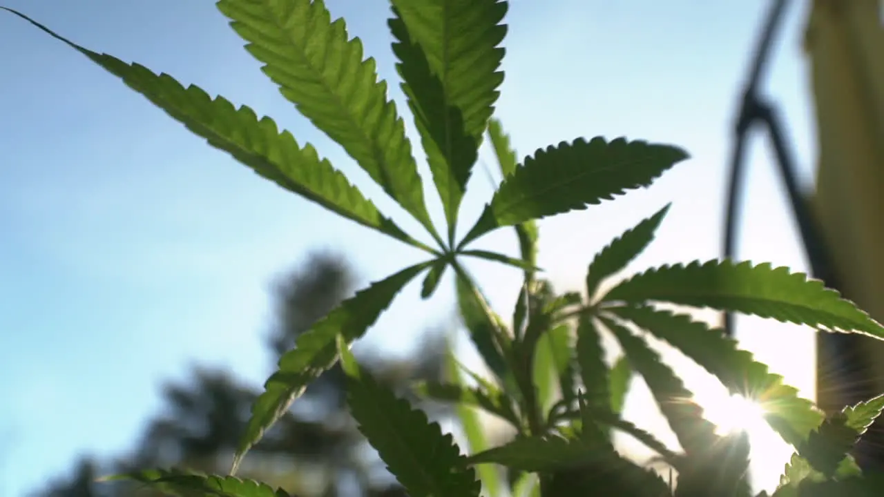 Wide angle macro view of a marijuana leaf blowing in the wind