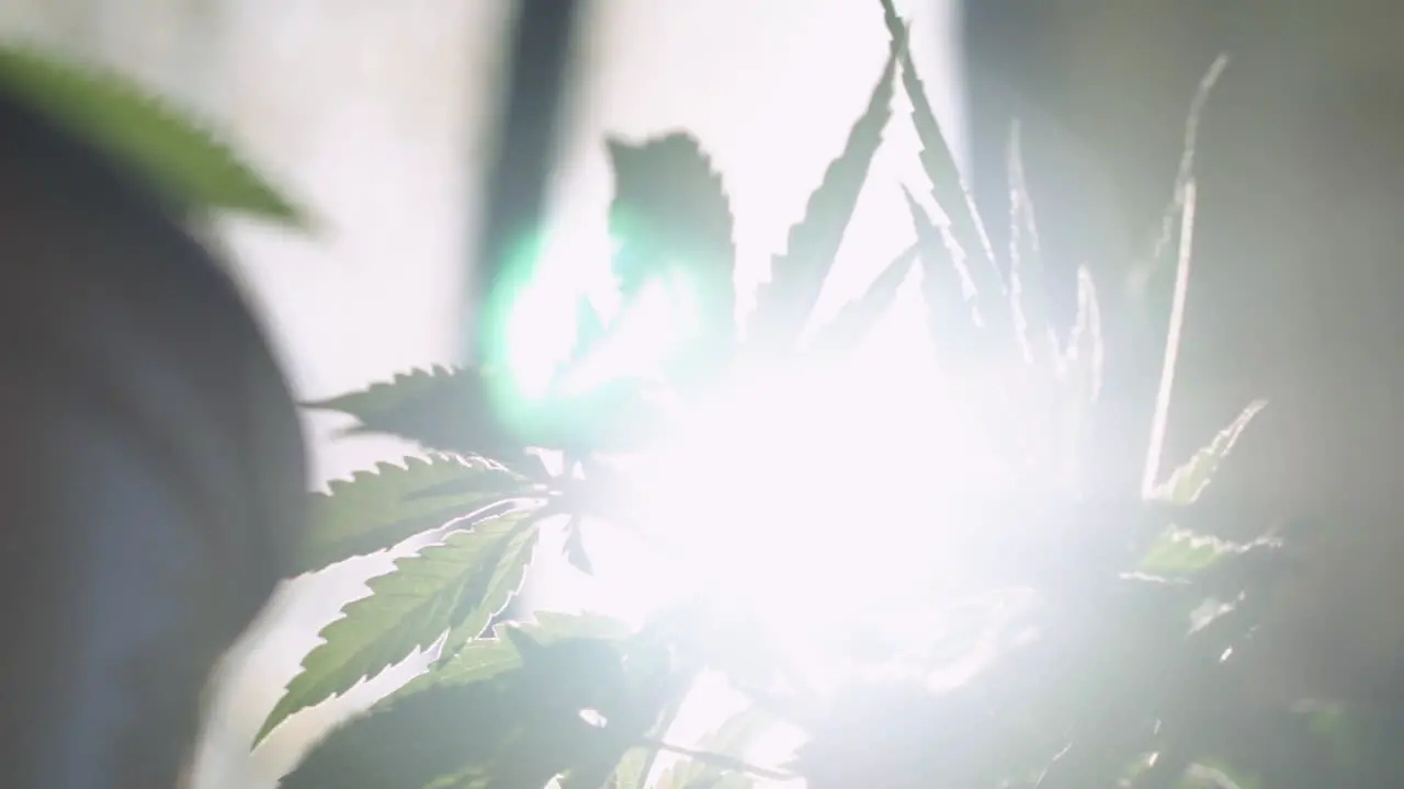 Close up of marijuana leaves blowing in the wind as the sun creates a lens flare behind them in slow motion