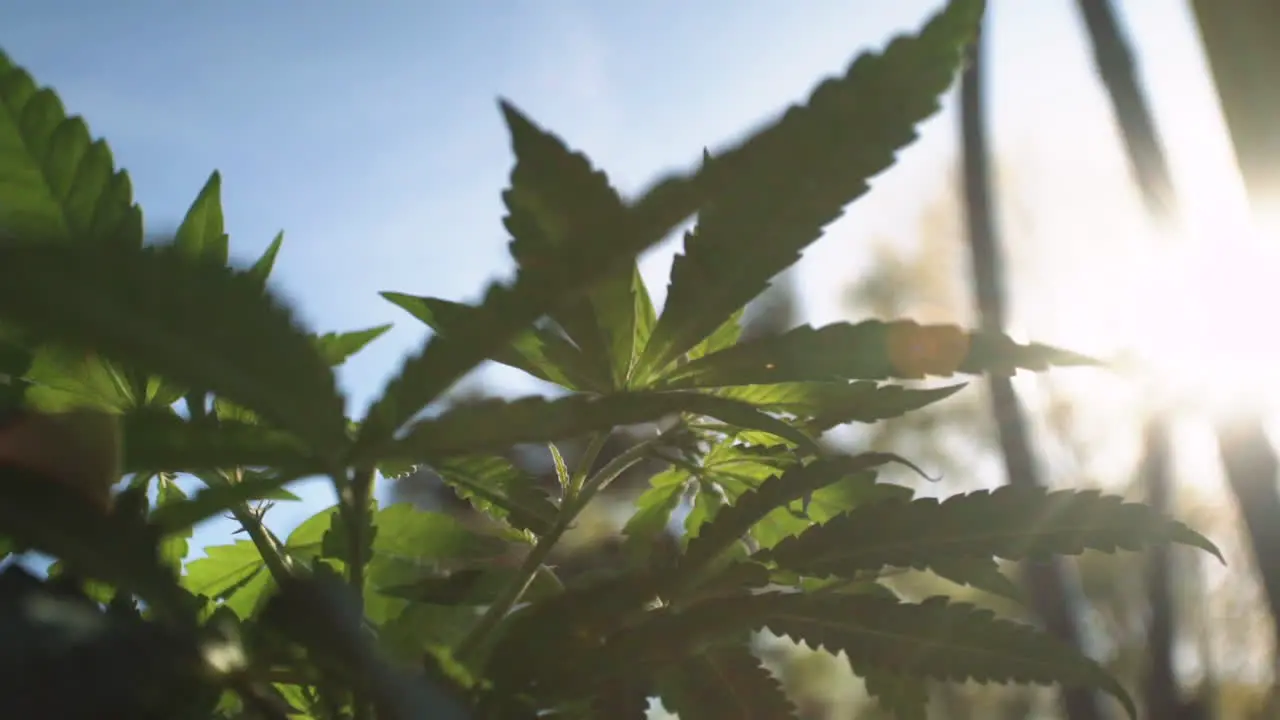 Close up of marijuana leaves slowly swaying in the wind in slow motion