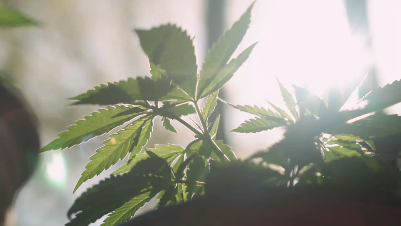 Close up of a potted marijuana plant with the sun behind it