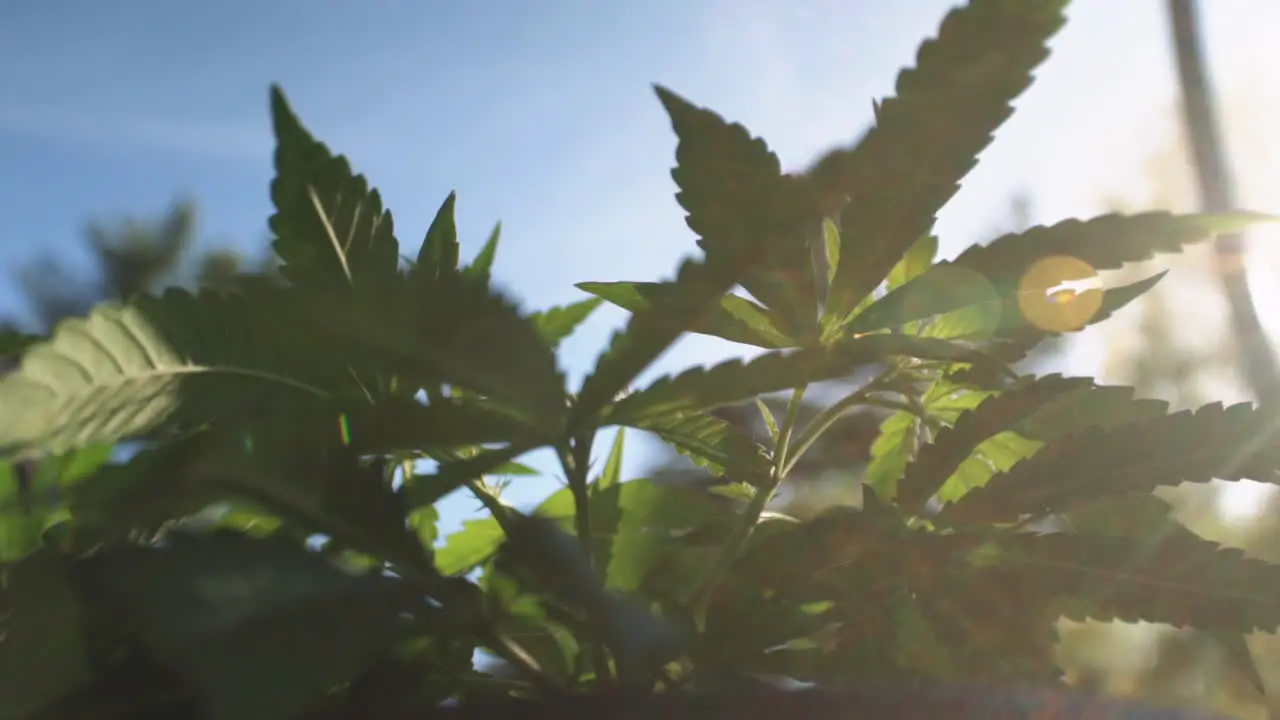 Potted marijuana plant with the leaves blowing in slow motion