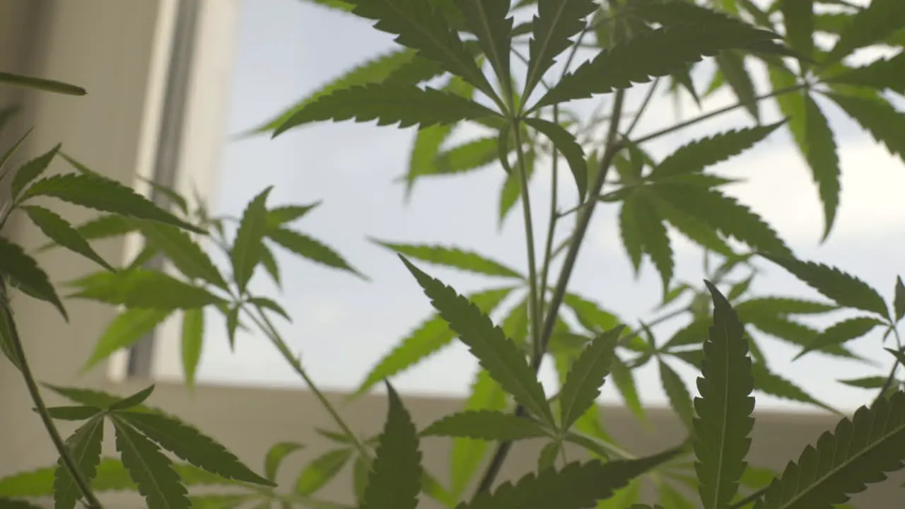 Close-up Low angle shot of Cannabis leaves