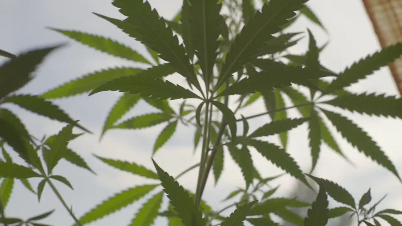 Close-up Marijuana leaves handheld shot moving upwards against white window with natural light