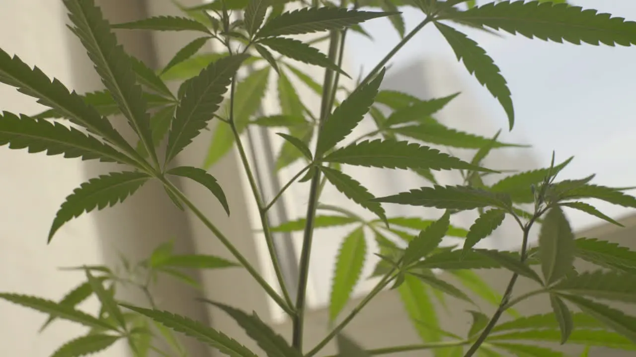 Cannabis leaves close-up handheld shot against white window with natural light