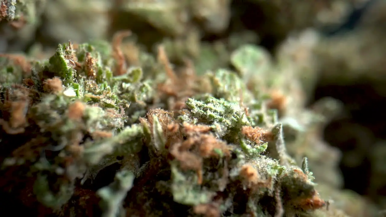 Close Up View Of Medical Cannabis Marijuana Buds