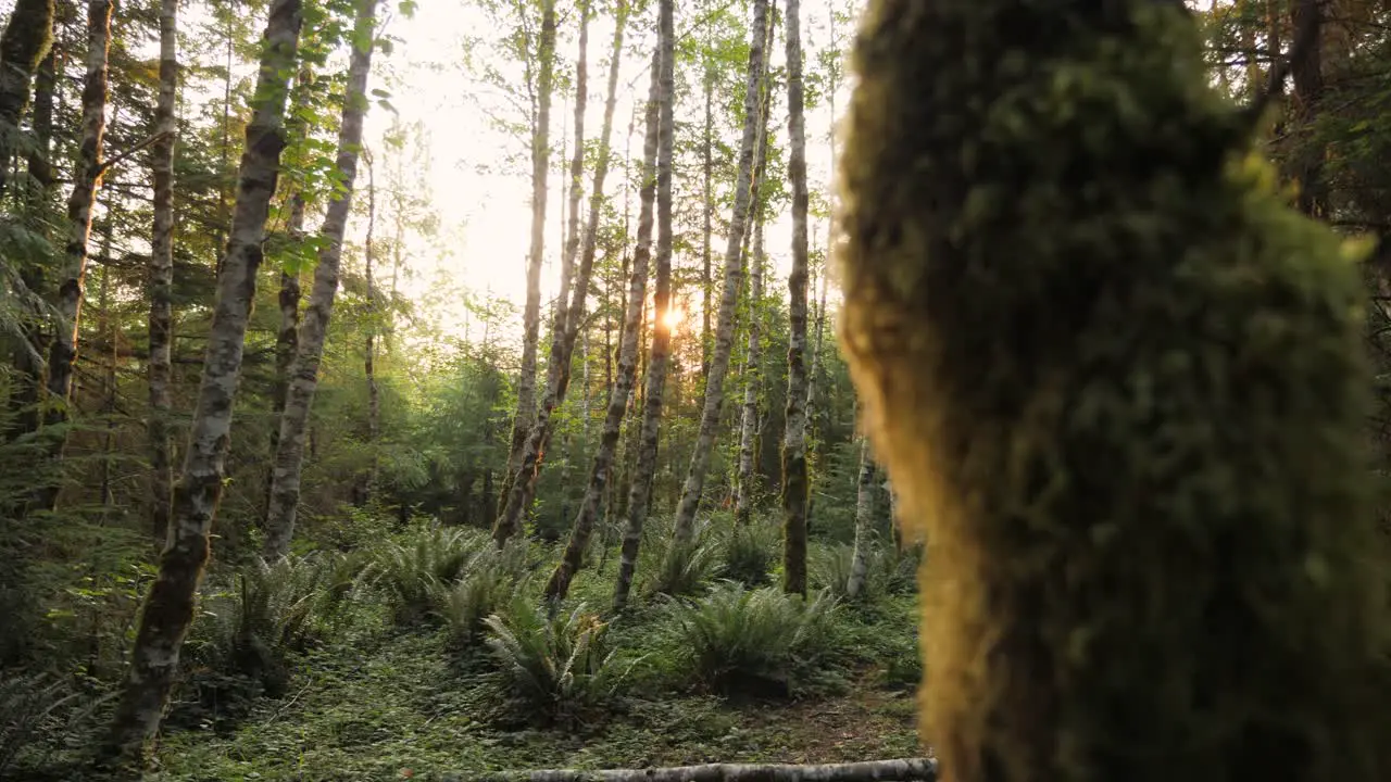 Reveal shot of a forest at sunrise