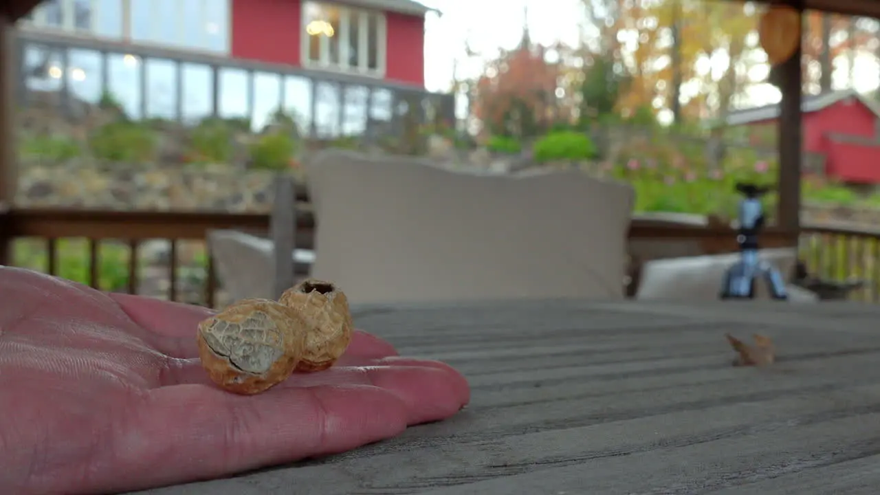 Close up of hand feeding peanuts to a cute chipmunk