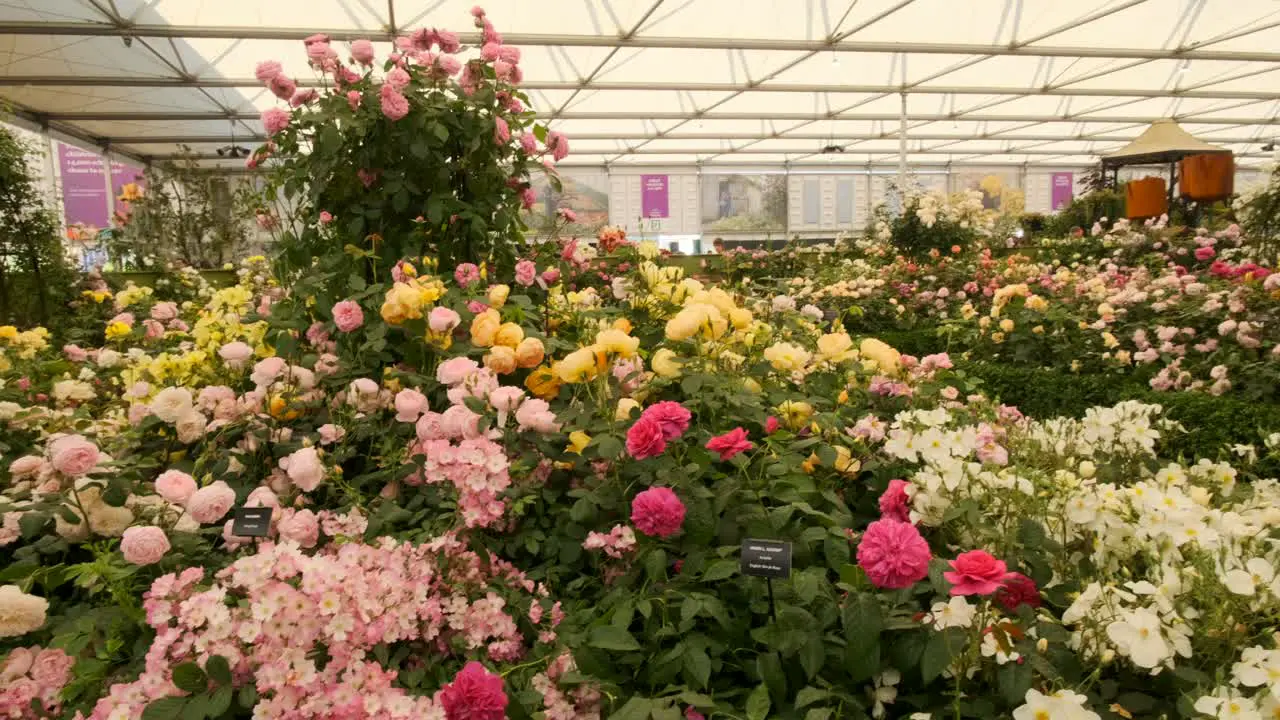 Pan across a rose exhibit patrolled by a security guard at the chelsea flower show