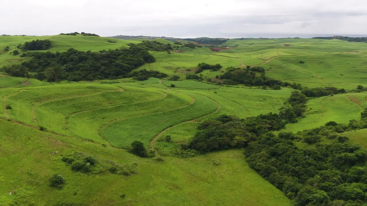 Drone shot over lush green hills with sugar cane in South Africa