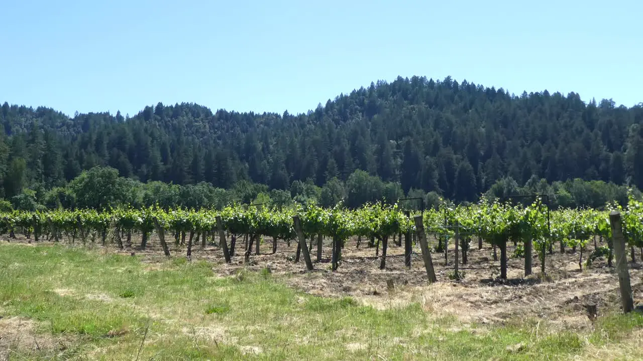 Vineyards near Korbel Winery Guerneville California