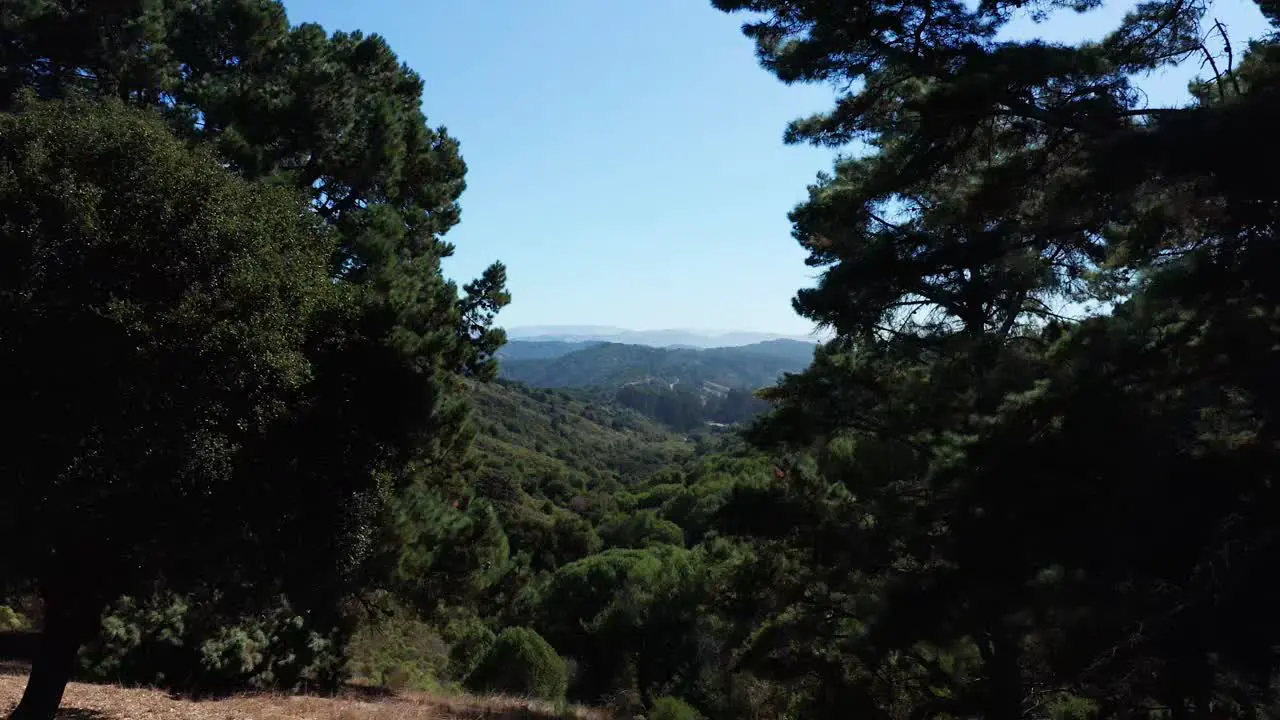 Looking beyond the trees of the forest into the deep valley below