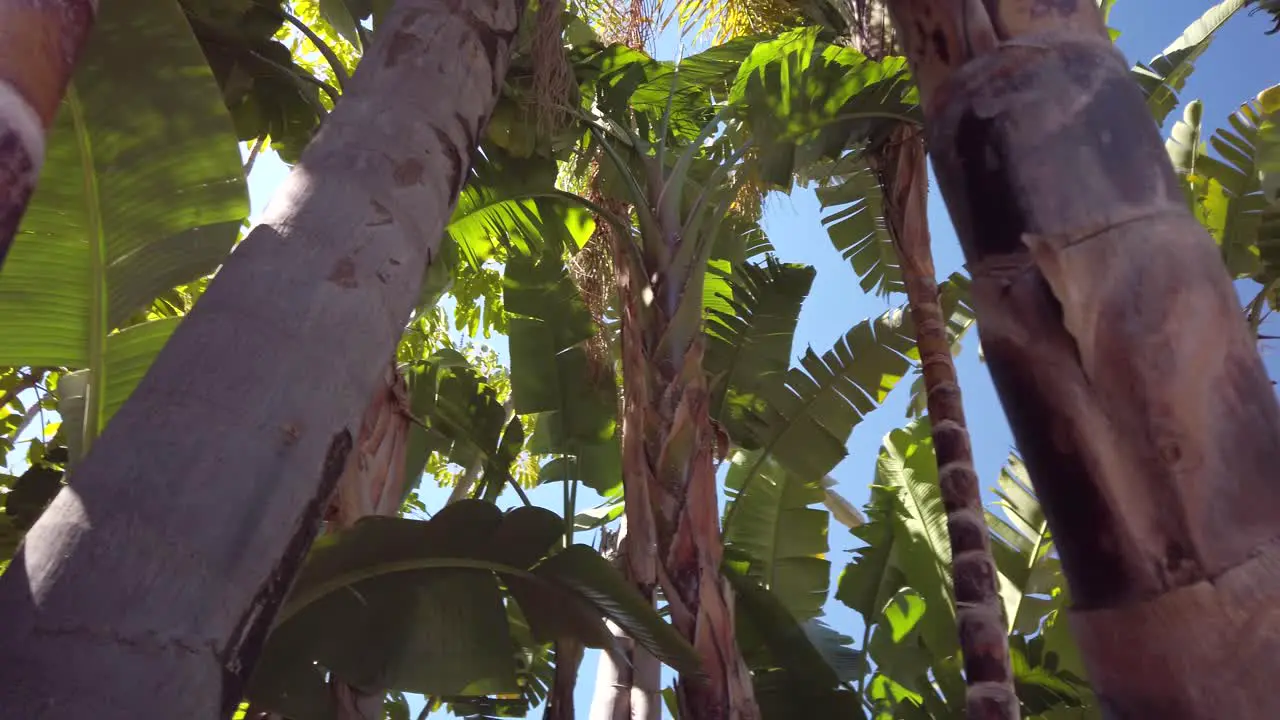 tropical trees moving shot banana and coconut trees blue sky in background tropical vacation-holiday shot on marbella spain but could be in any tropical location close to the equator