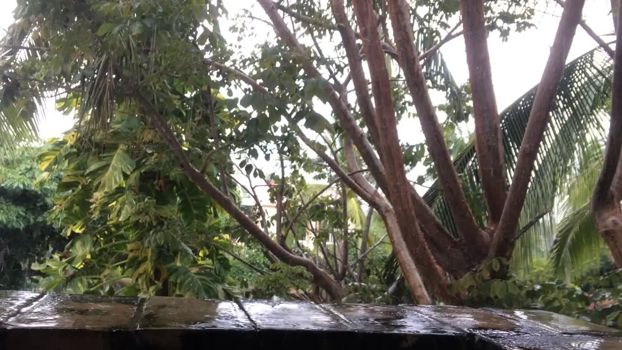 Rain drops are falling on the edge of a balcony with the tropical trees behind