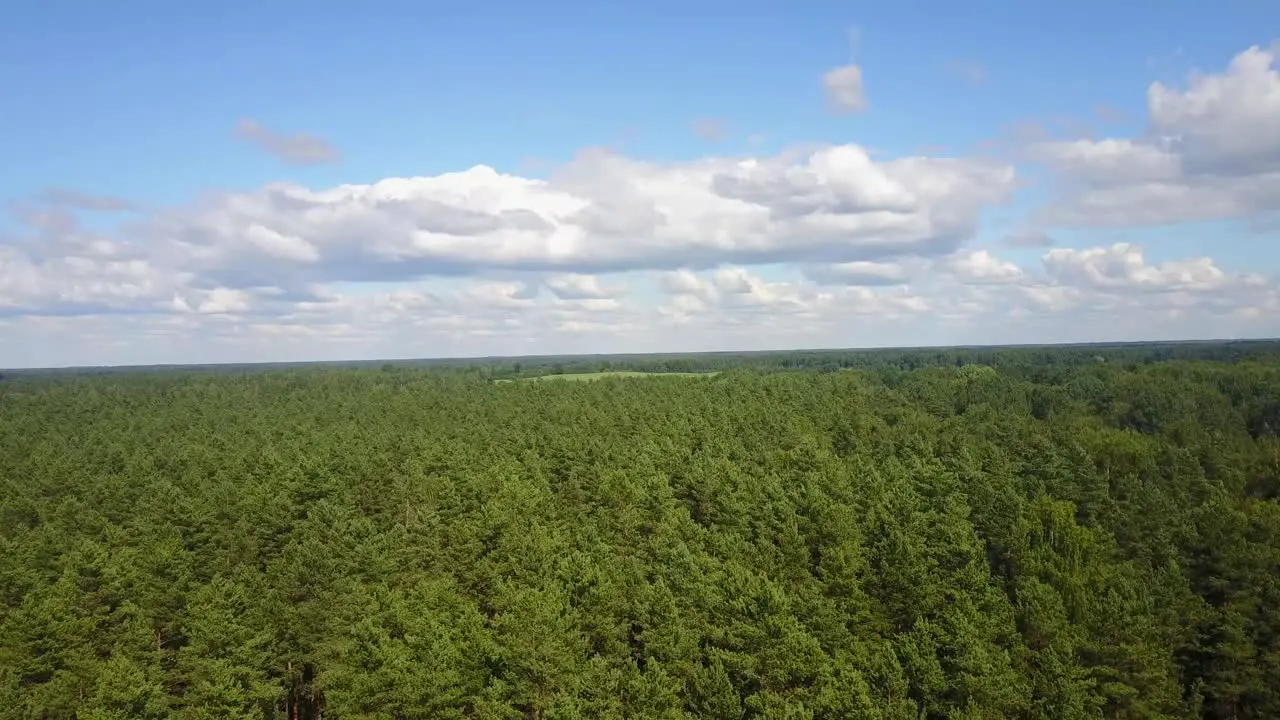 Forest Landscape Aerial View