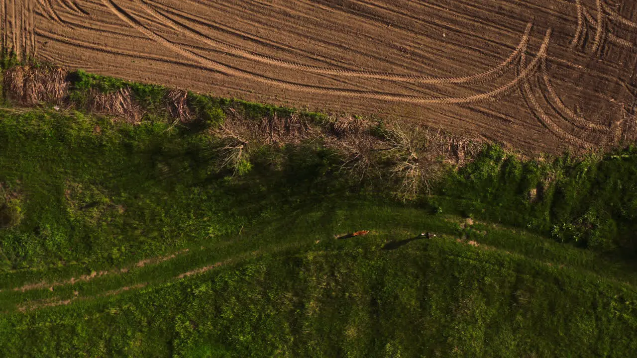 Opening shot of Woman running with her golden retriever dog top-down view