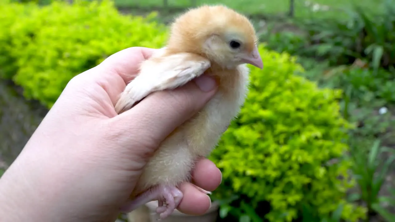 Golden yellow newborn chick is held in hand animal husbandry and farm life